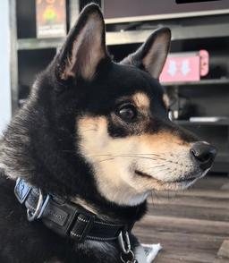 Kuro