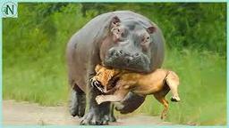 HIPPO MAXI